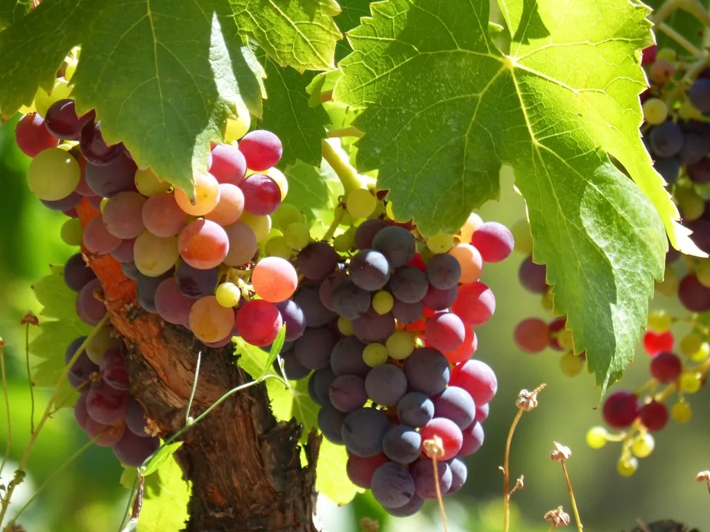 Closeup red grape plant