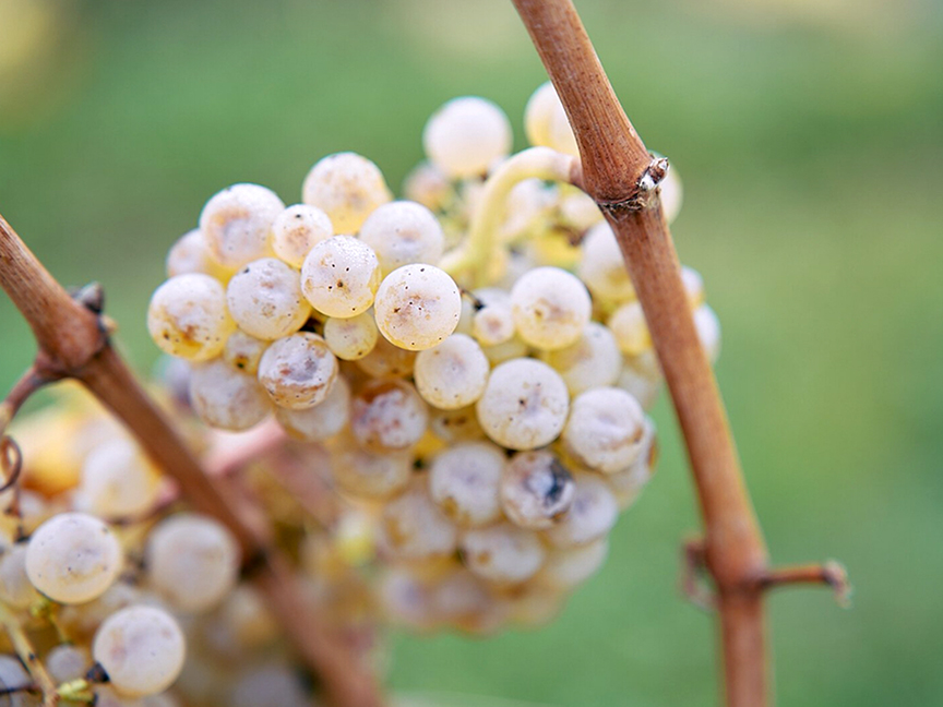 Leth Gruner Veltliner Ried Steinagrund Wagram 2020